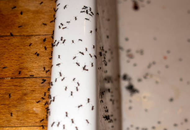 Best Mosquito Control Services  in Baltimore, MD