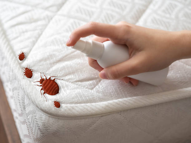 Wasp Removal Services in Baltimore, MD