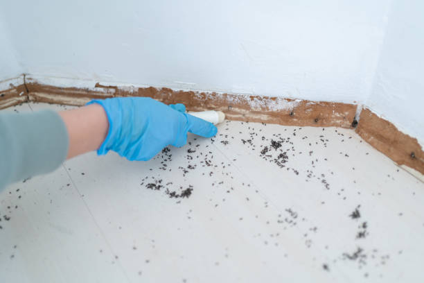 Trusted Baltimore, MD Pest Control Experts
